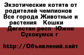  Экзотические котята от родителей чемпионов - Все города Животные и растения » Кошки   . Дагестан респ.,Южно-Сухокумск г.